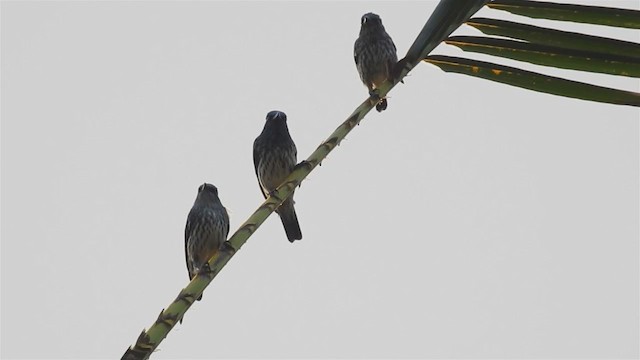 Short-tailed Starling - ML223764281