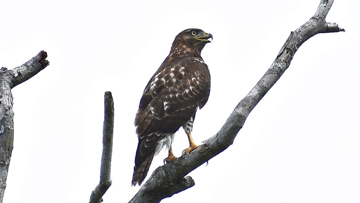 Red-tailed Hawk (solitudinis) - Roberto Jovel
