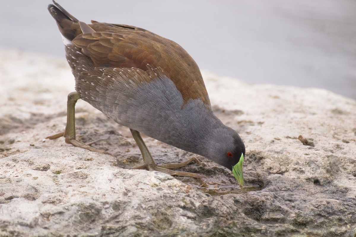 Spot-flanked Gallinule - Etienne Artigau🦩
