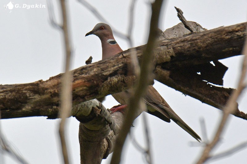 Sunda Collared-Dove - Gennadiy Dyakin