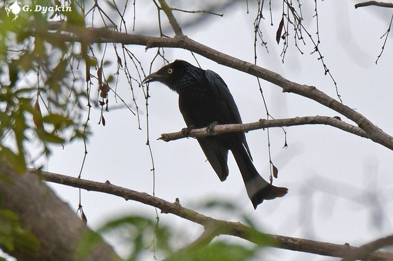 Hair-crested Drongo (Javan) - ML223765211