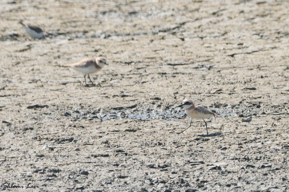 Greater Sand-Plover - ML223765301