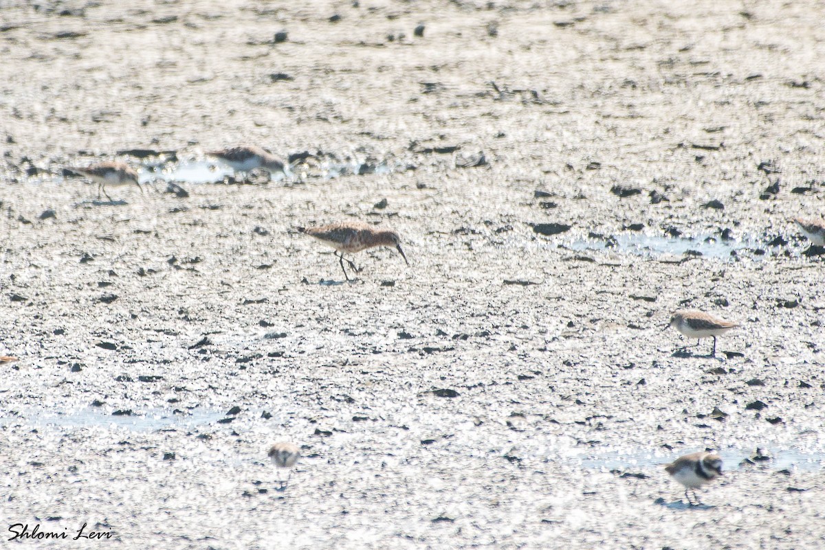 Curlew Sandpiper - Shlomi Levi