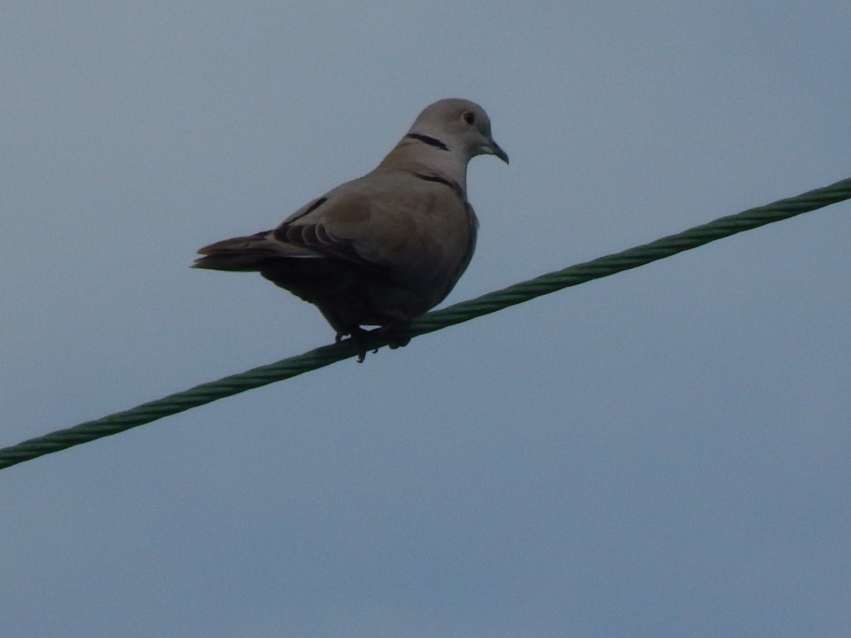 Eurasian Collared-Dove - ML223765951