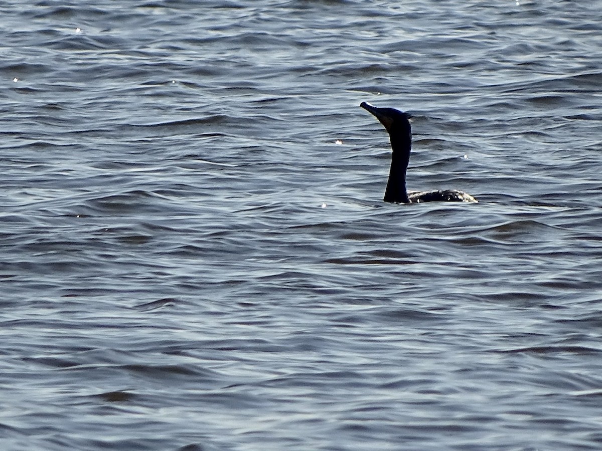 Double-crested Cormorant - ML223766911