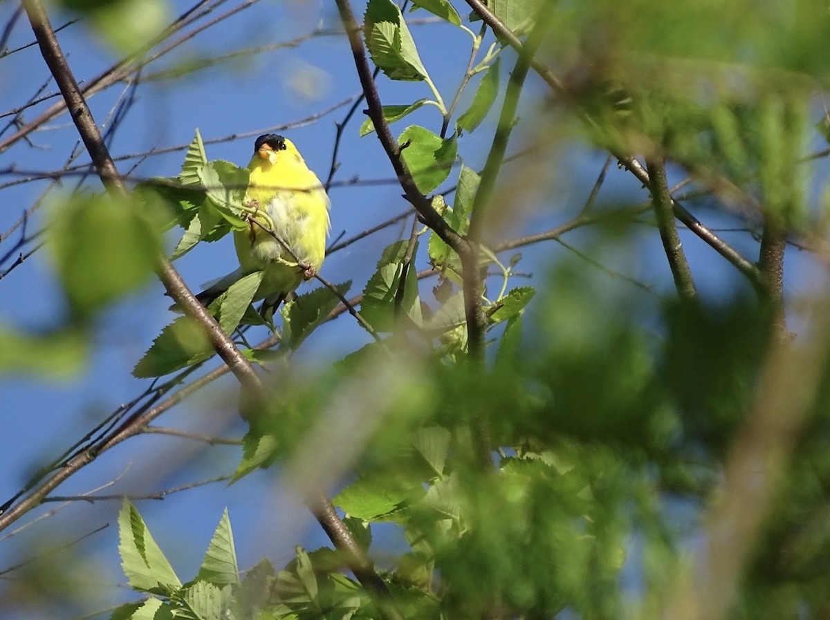 American Goldfinch - ML223767091