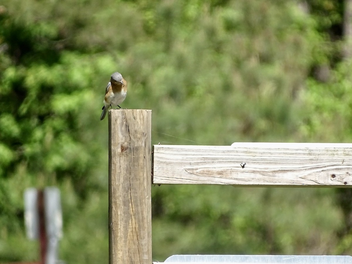 Eastern Bluebird - ML223767281