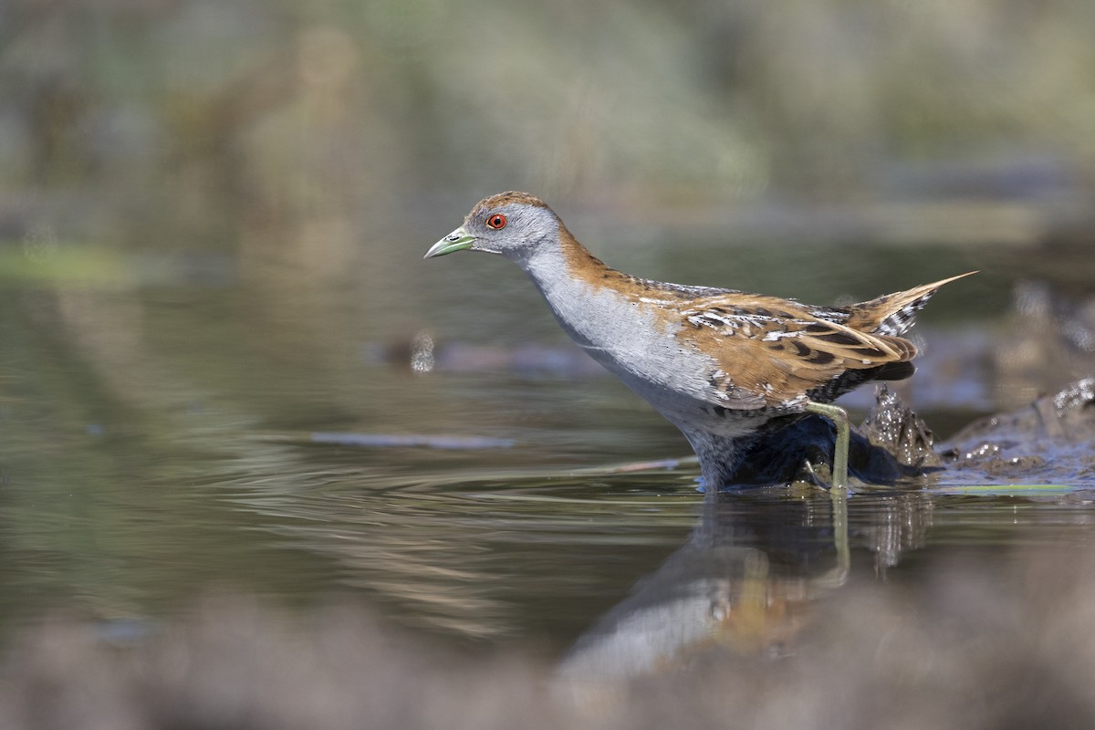 Baillon's Crake - Timothy Paasila