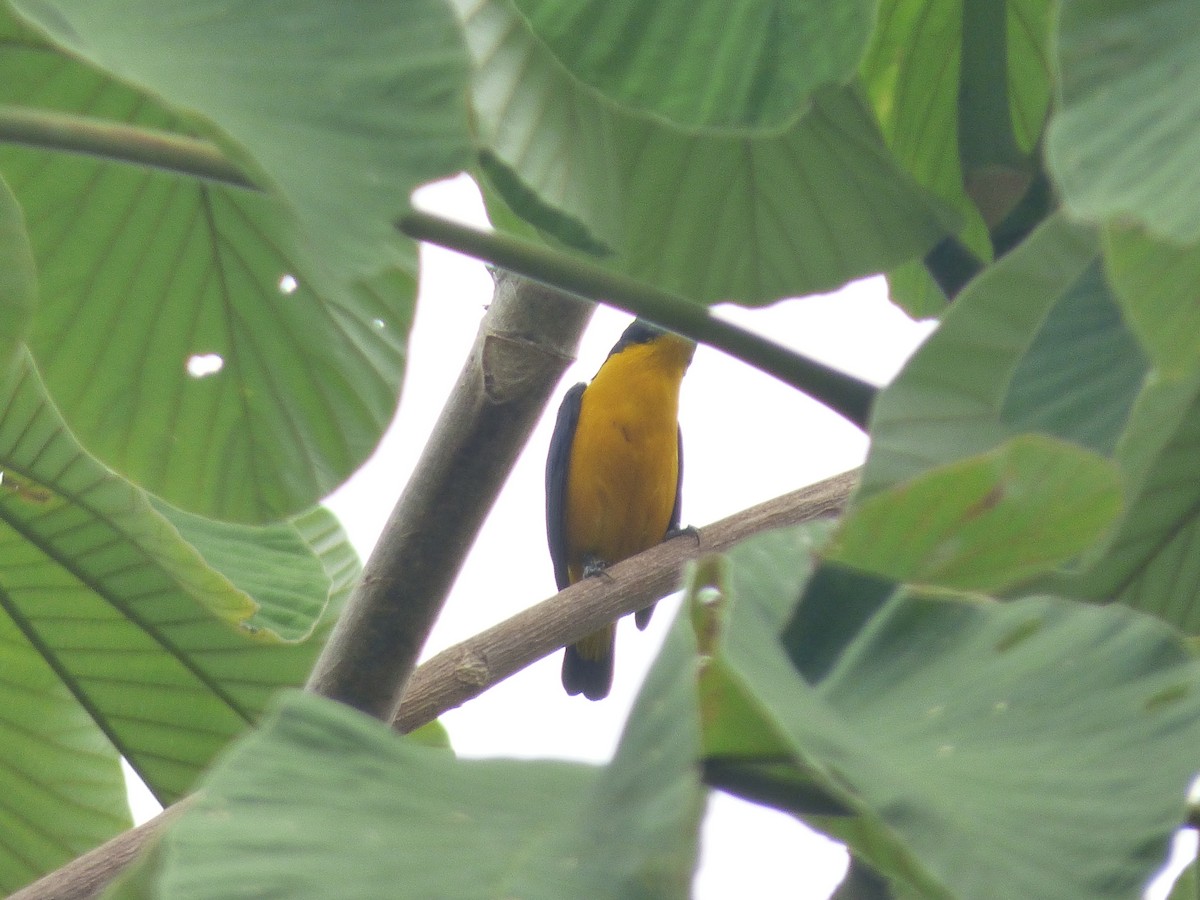 Thick-billed Euphonia - Scott Winton