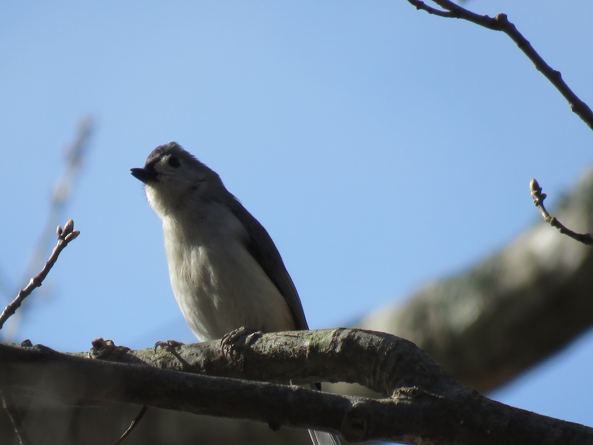 Tufted Titmouse - Gretchen Shea