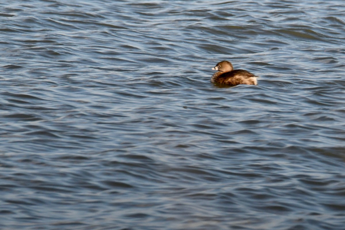 Pied-billed Grebe - ML223770201