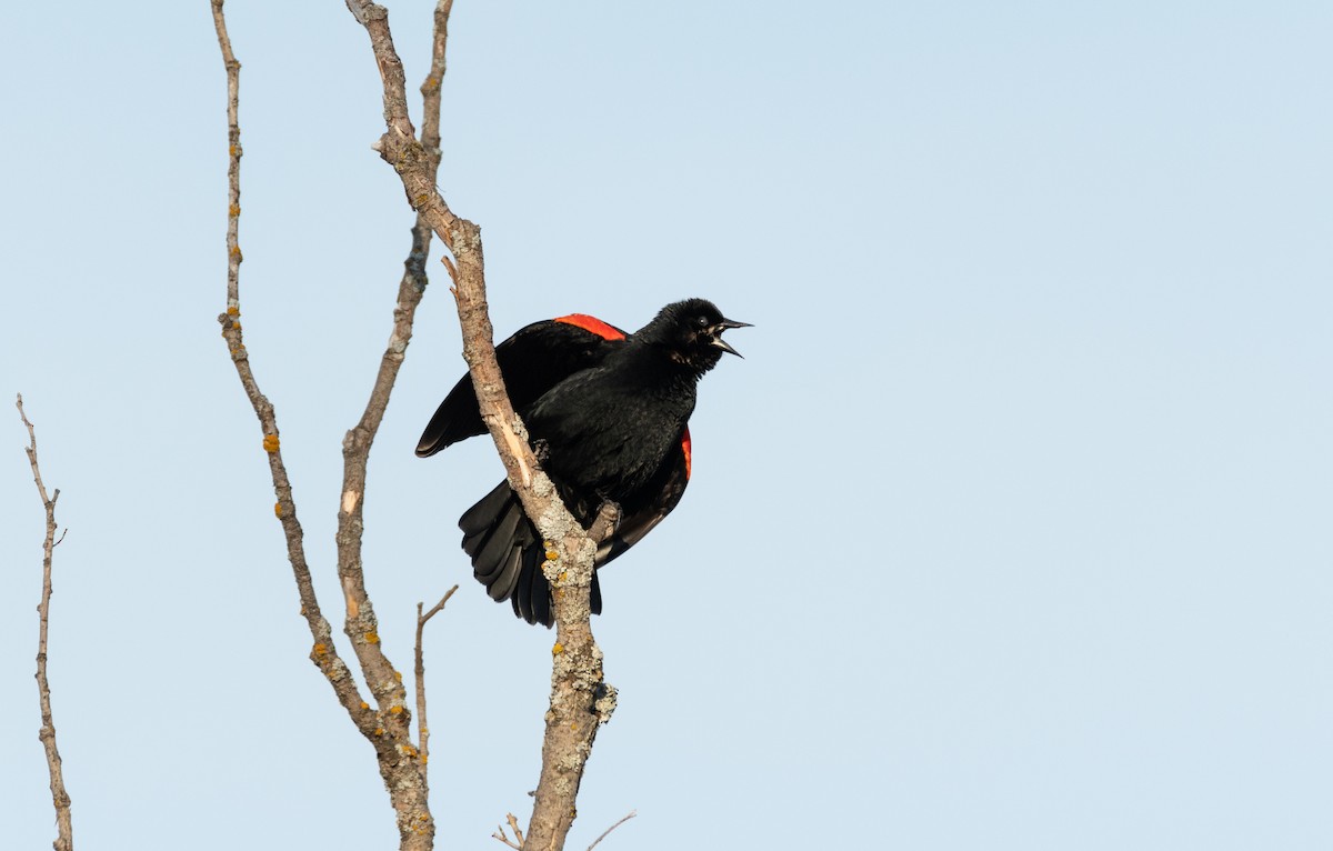 Red-winged Blackbird - ML223770891