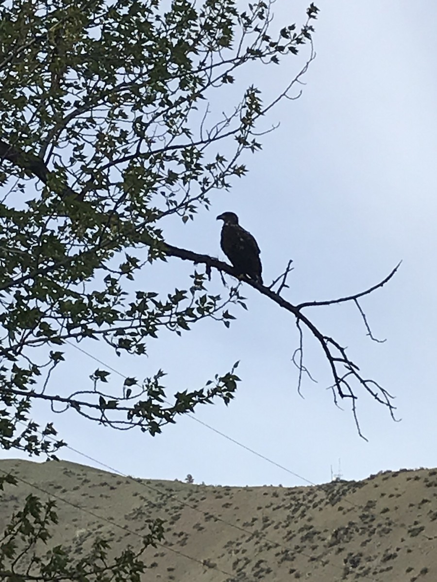 Golden/Bald Eagle - Vicky Cibicki