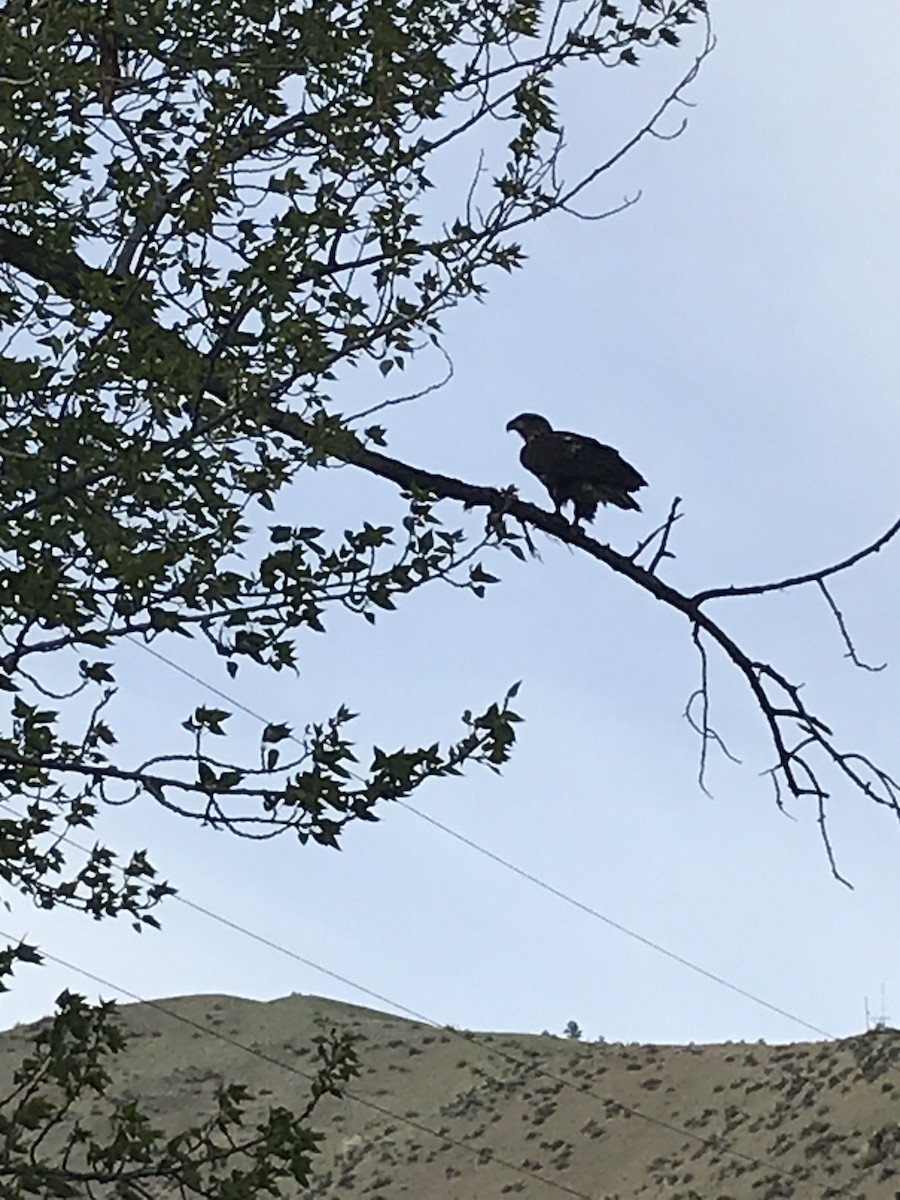 Golden/Bald Eagle - Vicky Cibicki