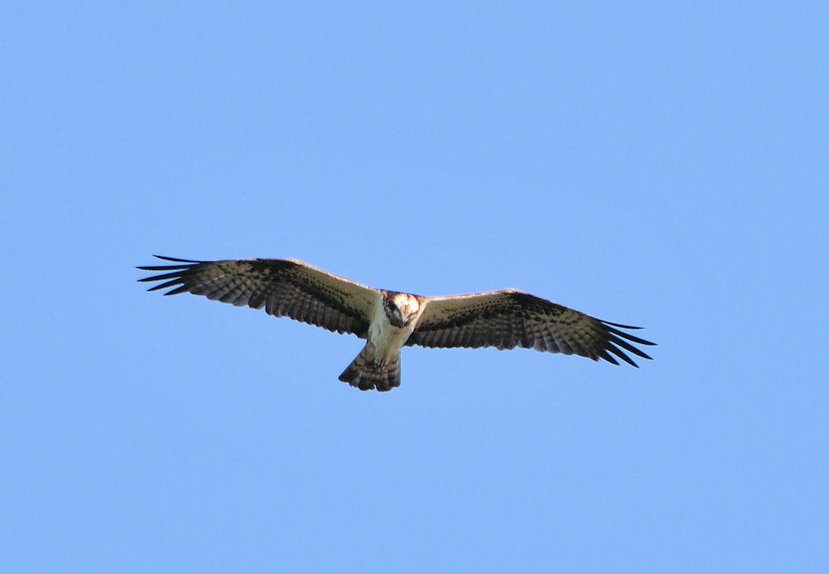 Osprey (Eurasian) - ML223773361