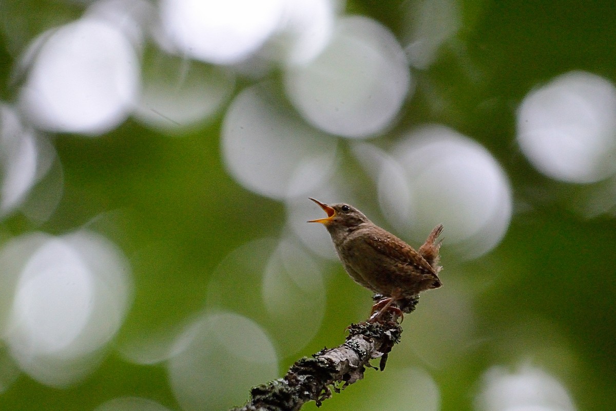 Eurasian Wren - Hans Norelius