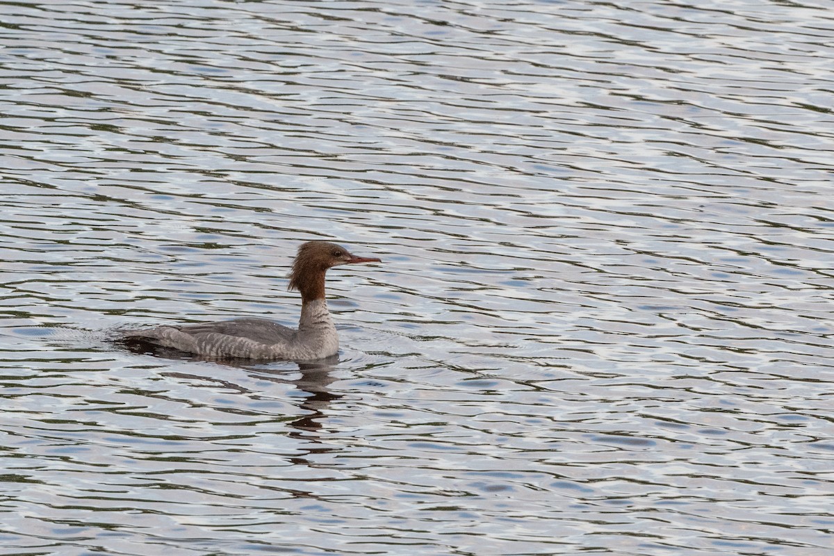 Common Merganser - Hans Norelius