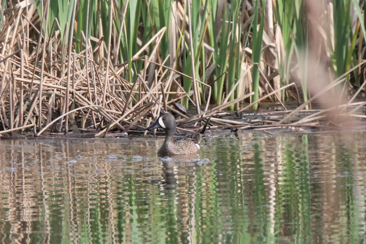 Blue-winged Teal - ML223775921