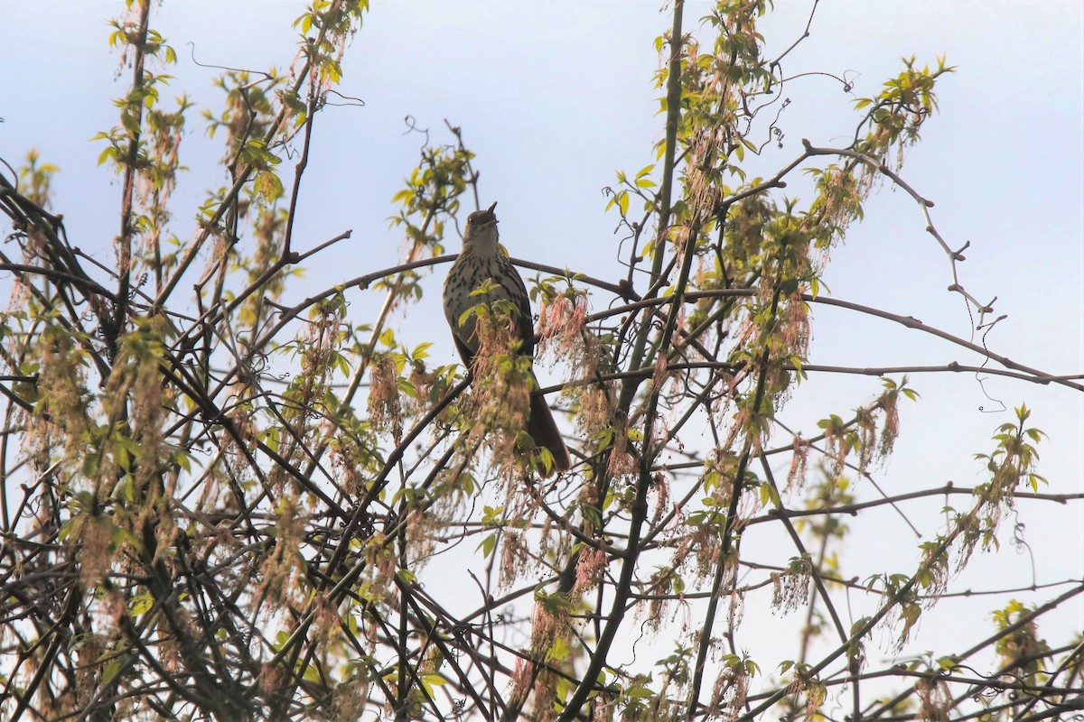 Brown Thrasher - ML223775991