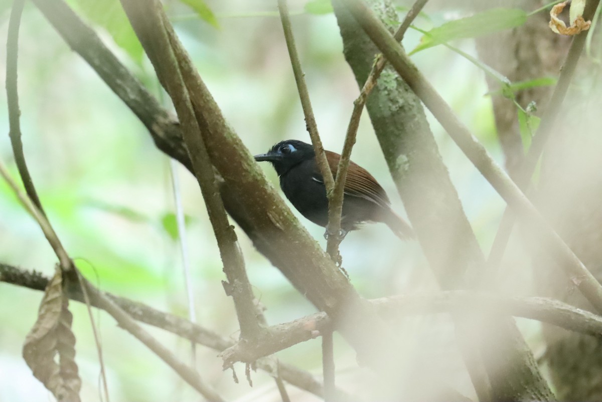 Chestnut-backed Antbird - R.D. Wallace
