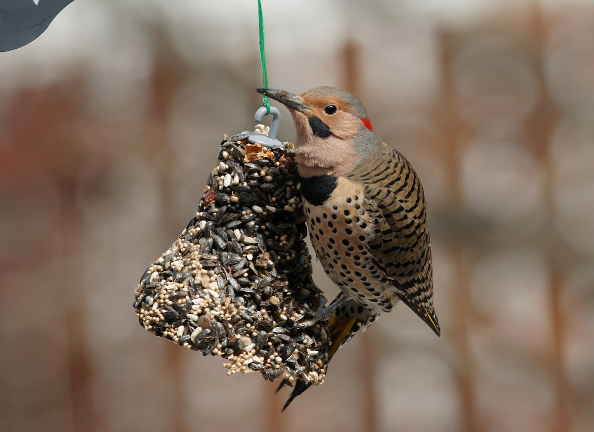 Northern Flicker - ML223778281