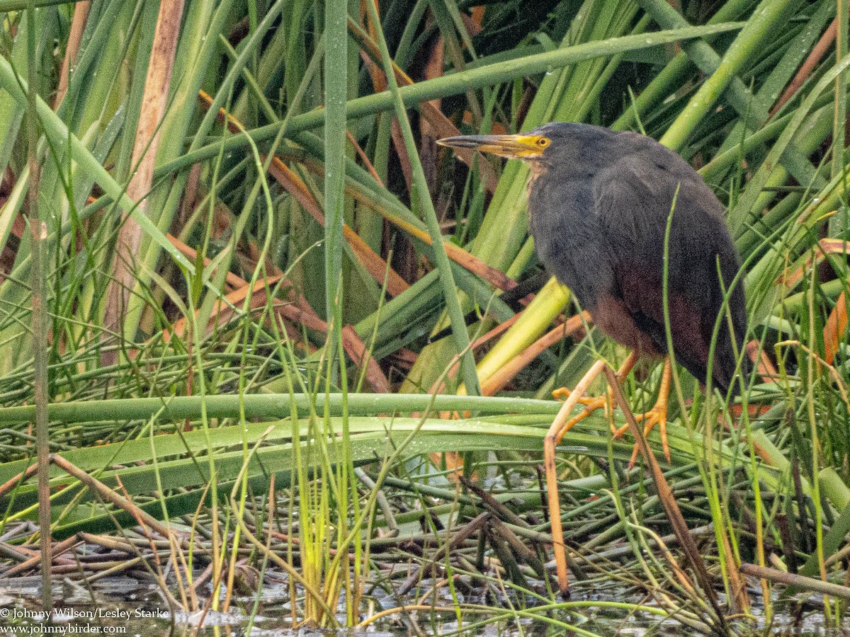 Rufous-bellied Heron - Johnny Wilson