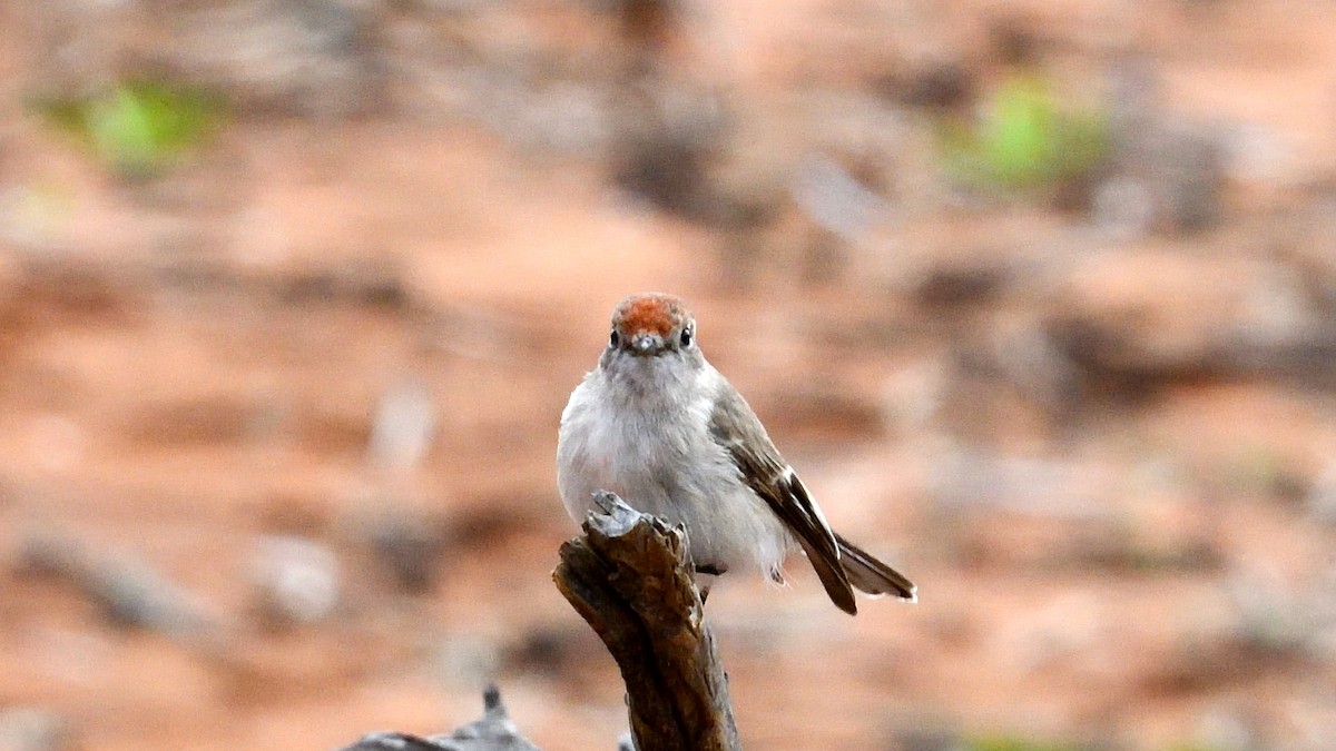 Red-capped Robin - ML223779811