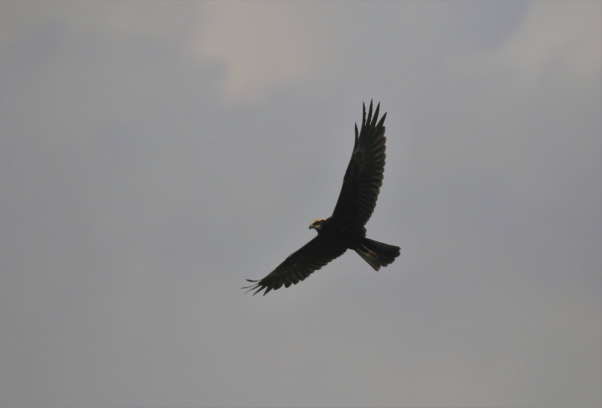 Western Marsh Harrier - ML223780391