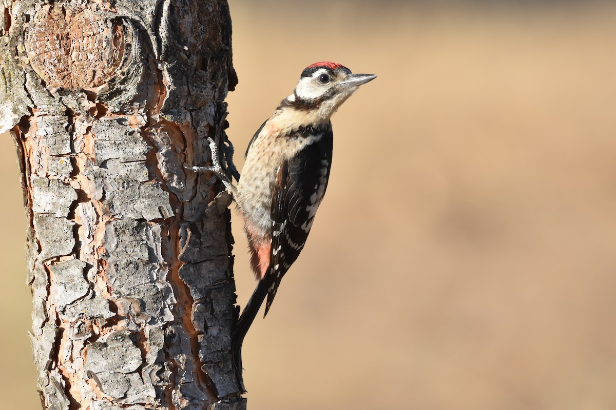 Great Spotted Woodpecker - ML223781371