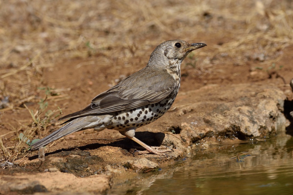 Mistle Thrush - ML223781391