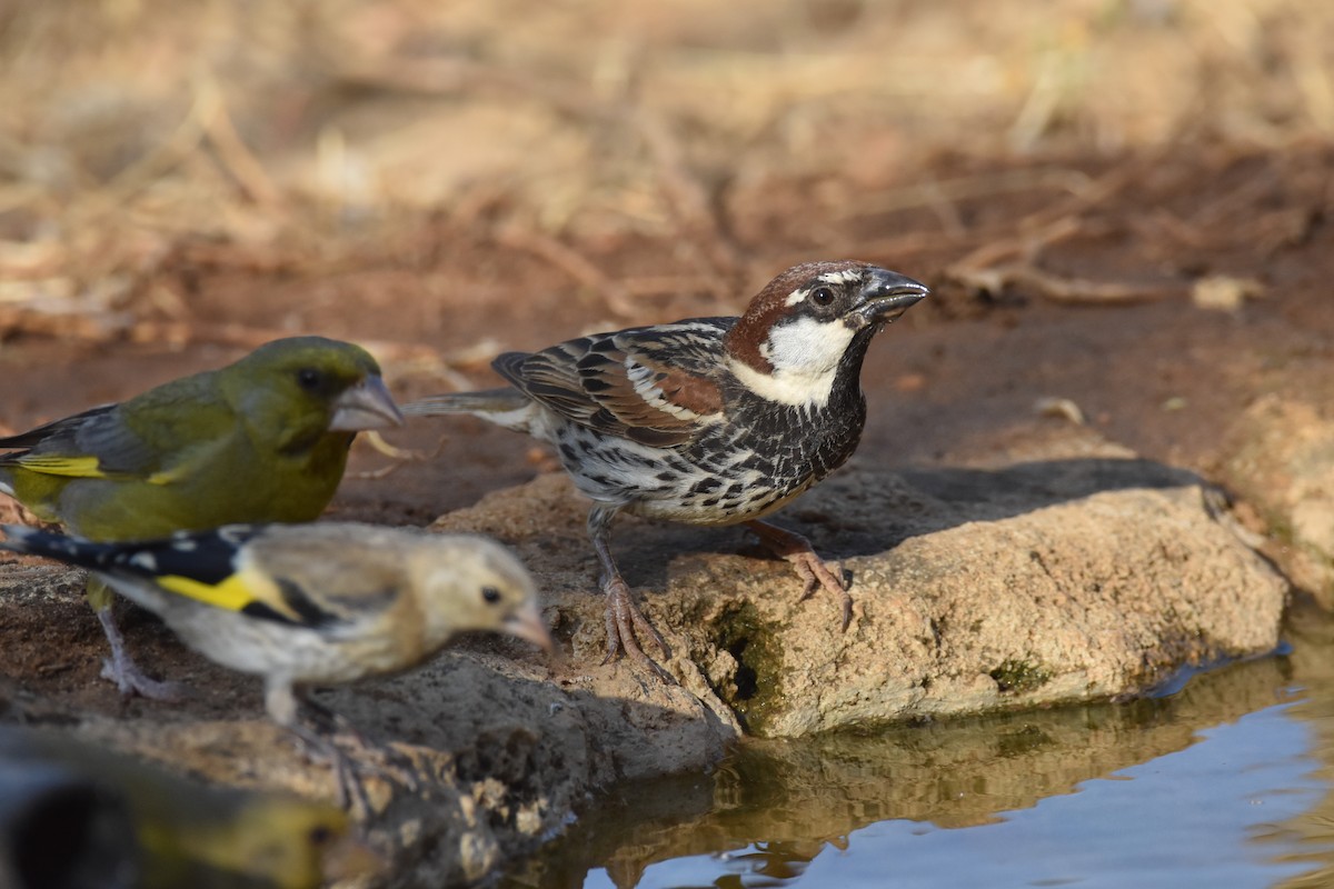 Spanish Sparrow - ML223781421