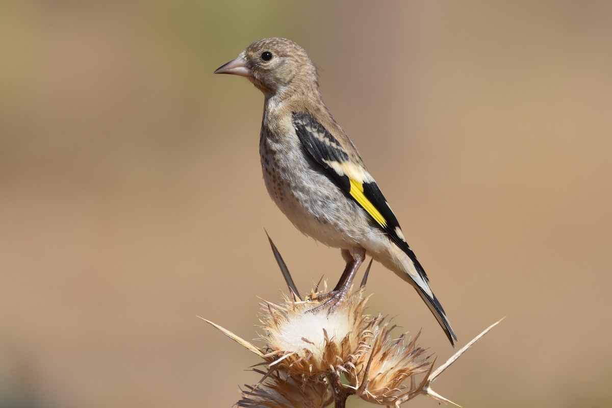 European Goldfinch - Santiago Caballero Carrera