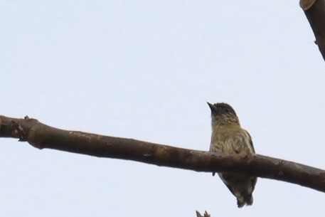 Olivaceous Piculet - ML223781951