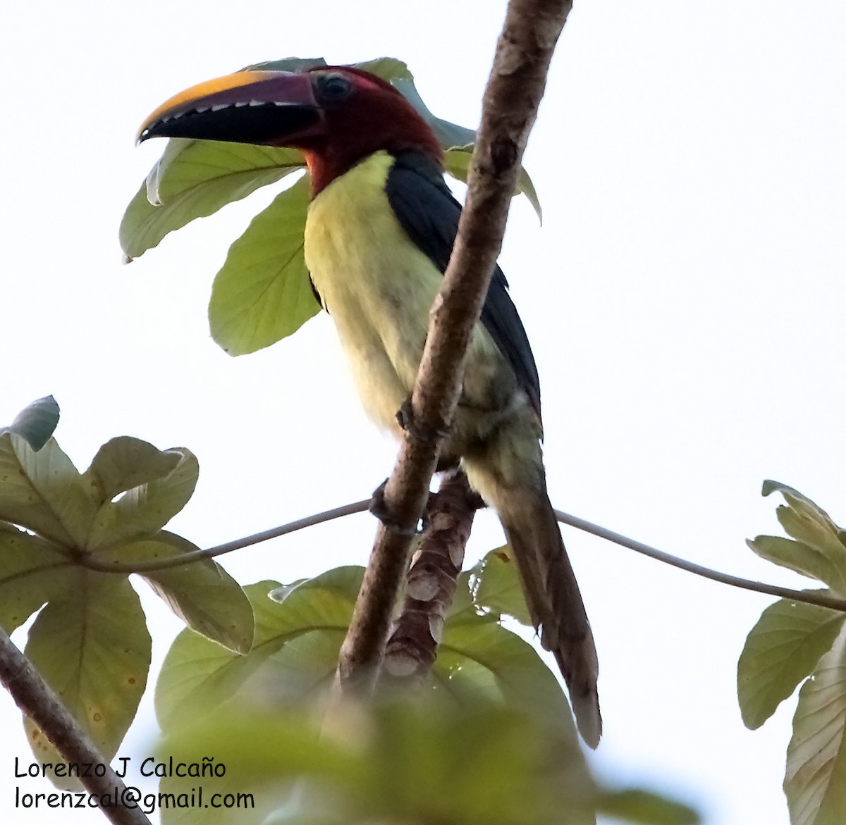 Green Aracari - ML223782091