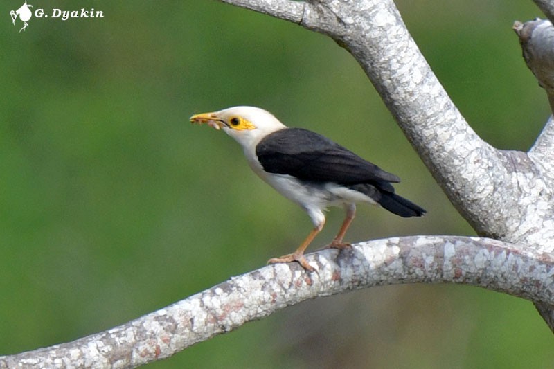 Black-winged Myna - Gennadiy Dyakin