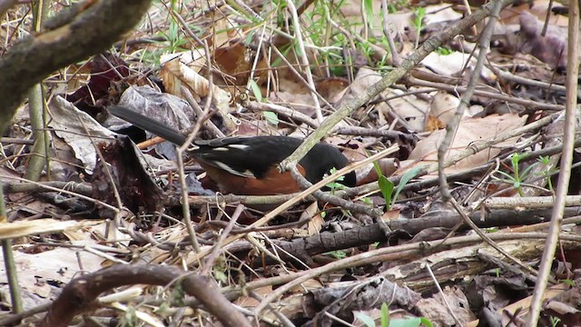 Eastern Towhee - ML223783001