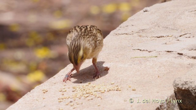 Northern Red Bishop - ML223783321