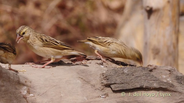 Northern Red Bishop - ML223783361