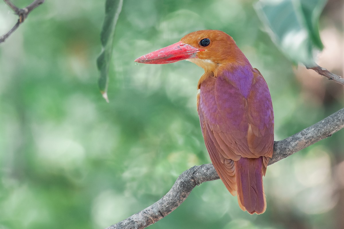 Ruddy Kingfisher - ML223783901