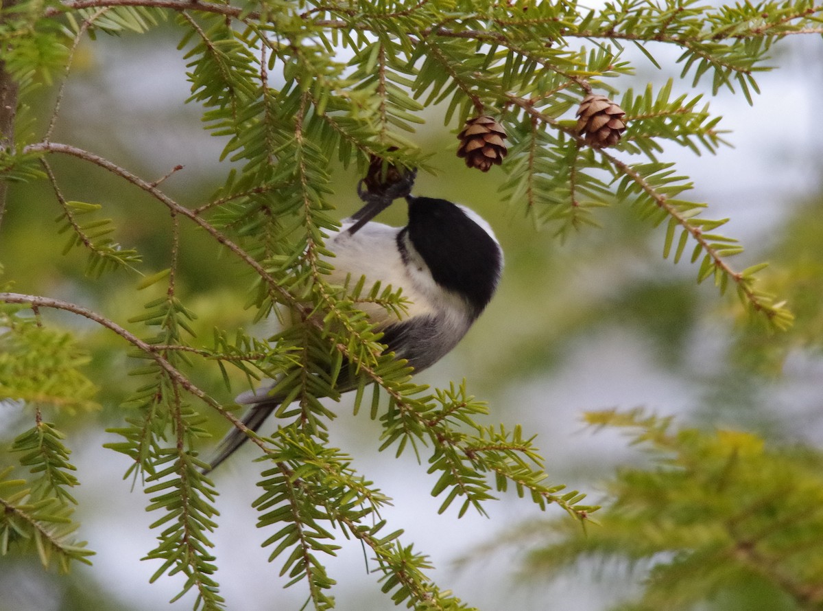 Black-capped Chickadee - ML223788641