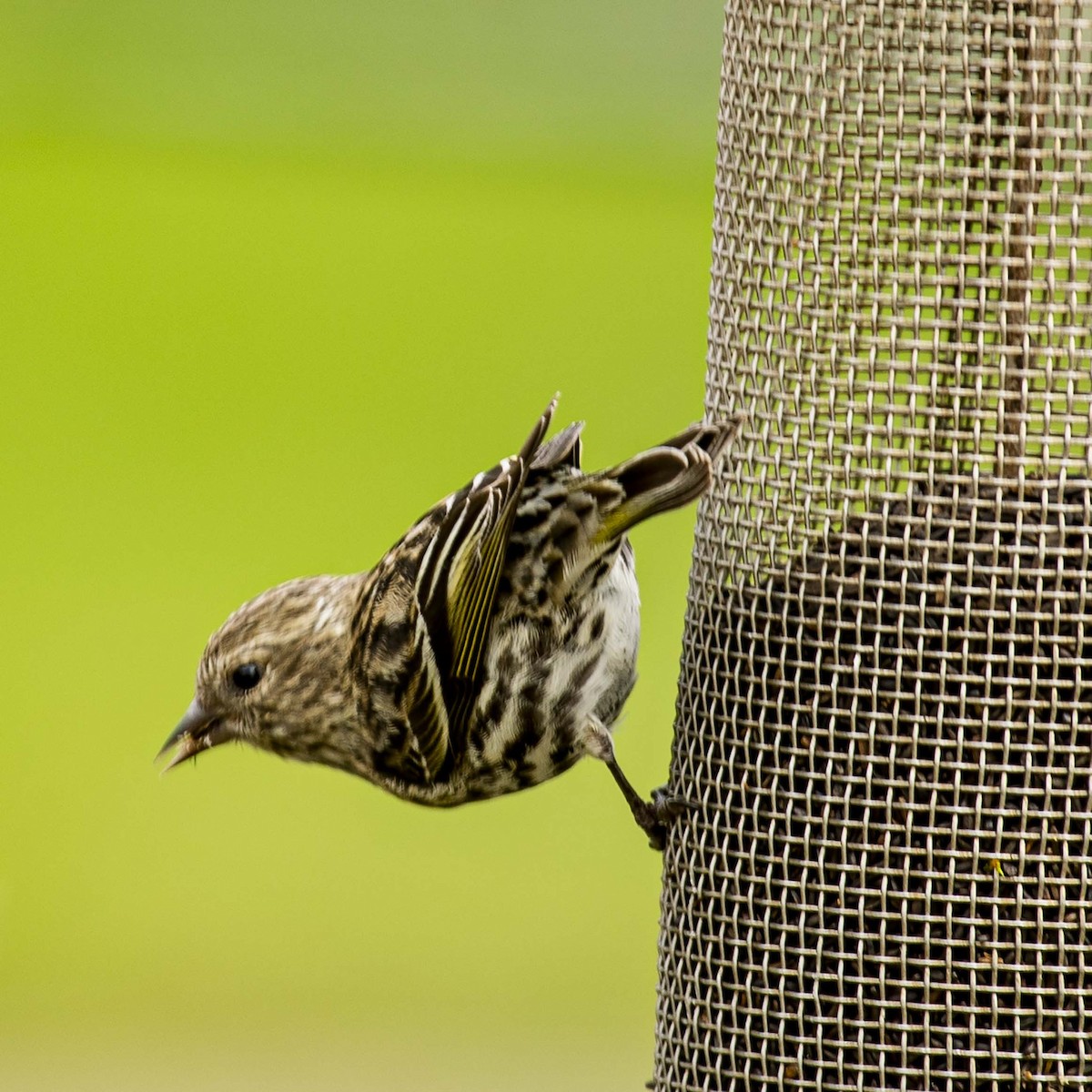 Pine Siskin - Mark Plessner