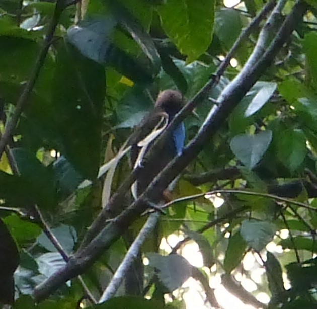 Standardwing Bird-of-Paradise - ML223790291