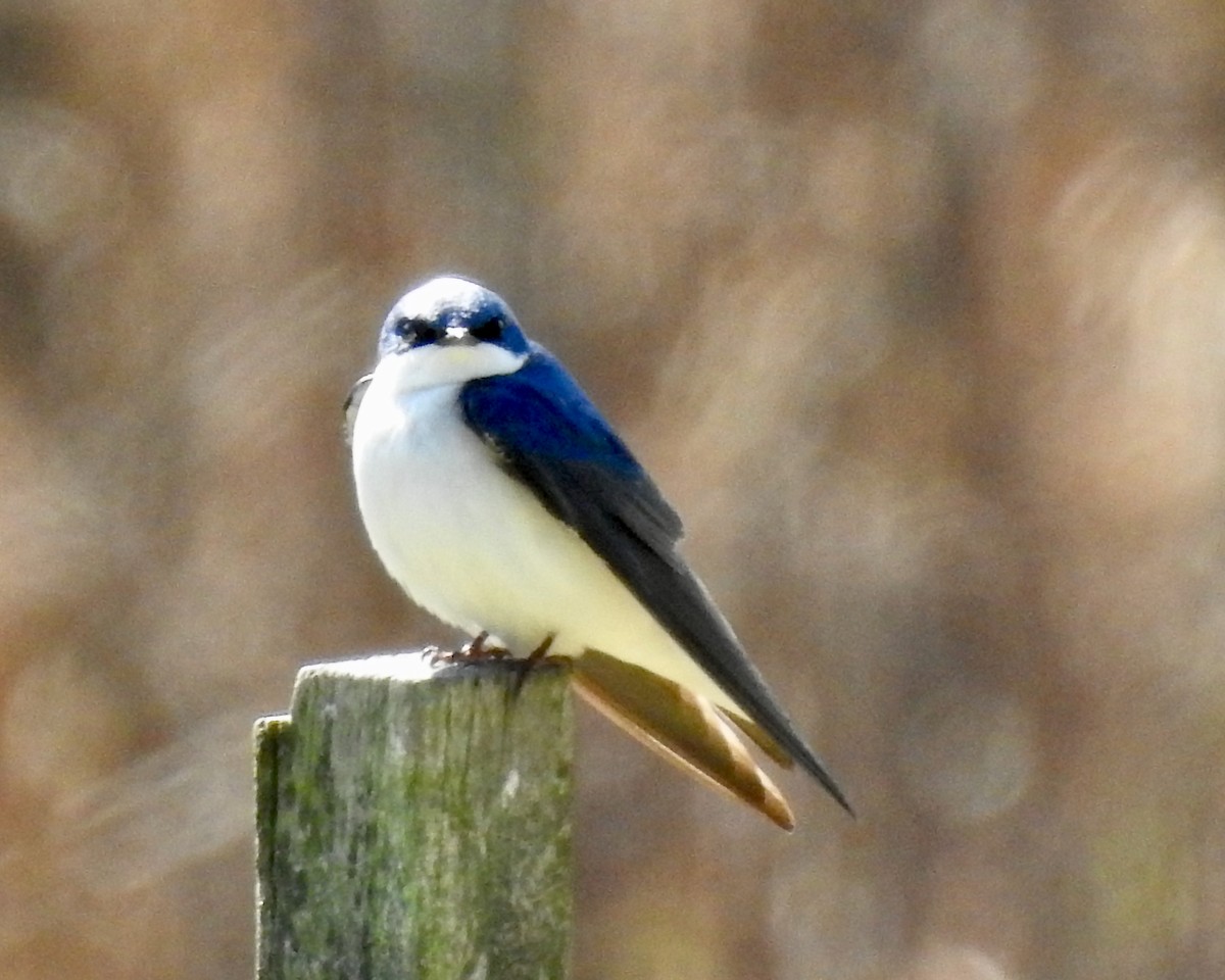 Tree Swallow - ML223791051