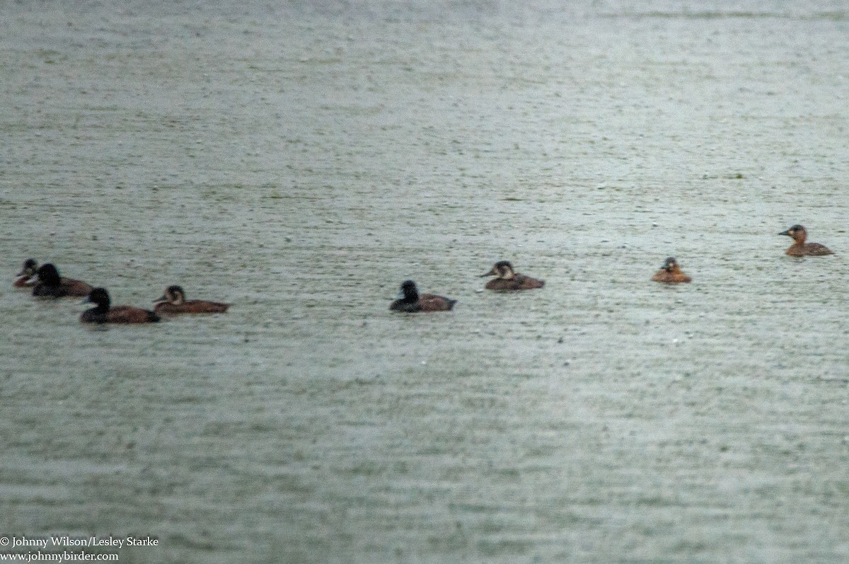 Southern Pochard - ML223791361