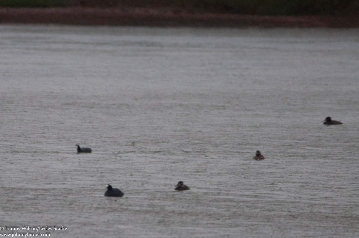 Red-knobbed Coot - ML223791391