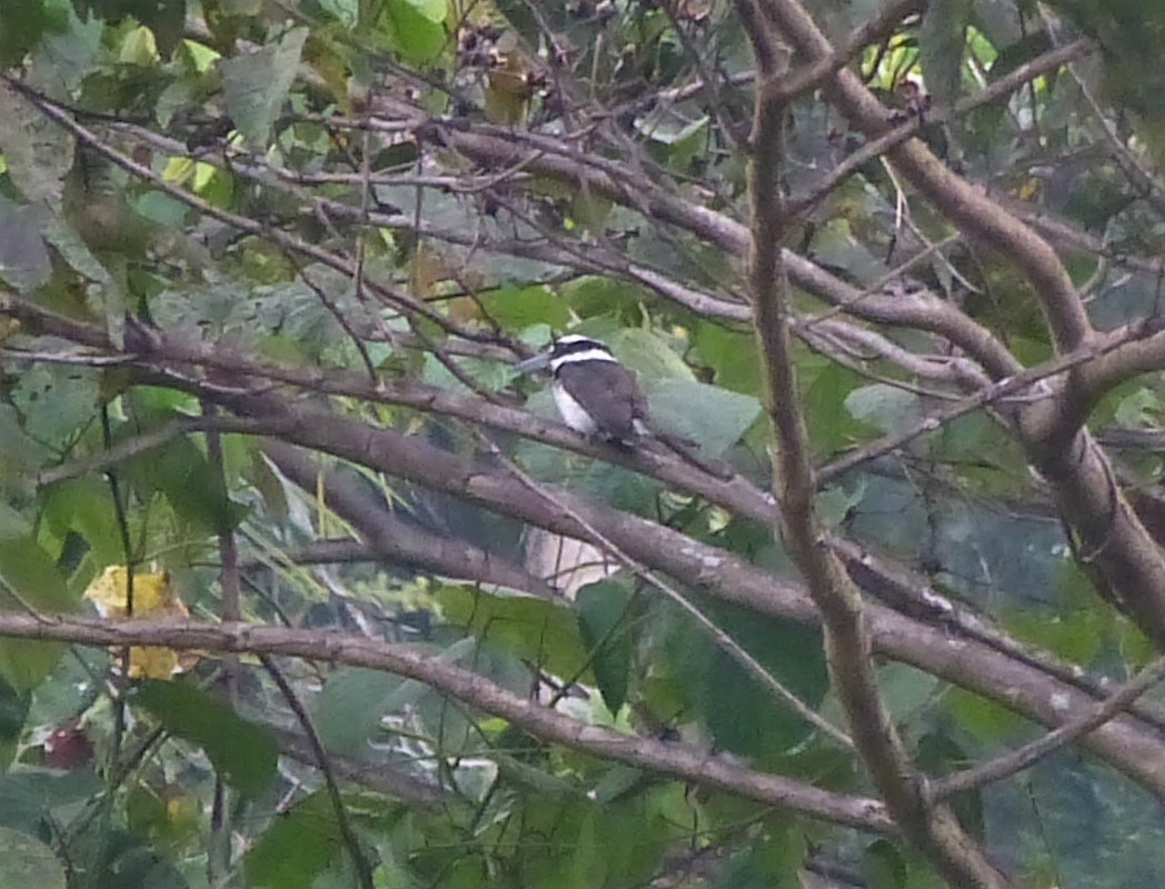 Martin-chasseur funèbre - ML223792091