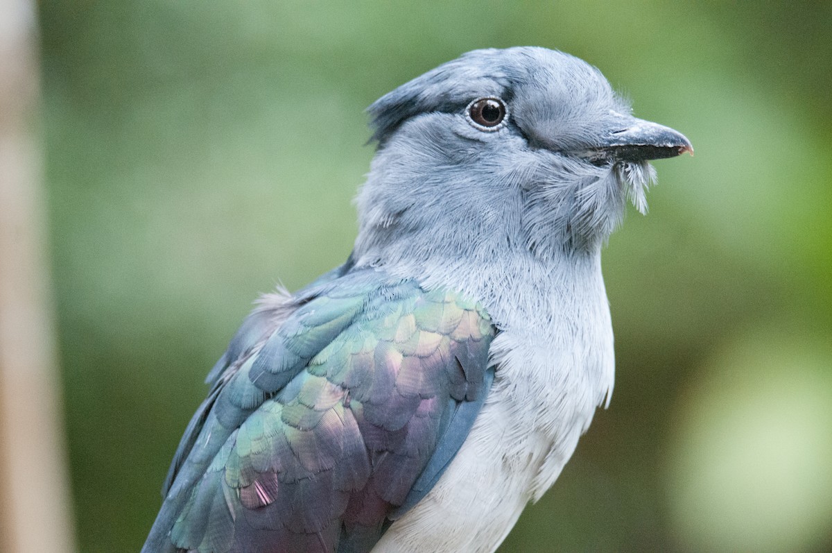 Cuckoo-roller - John C. Mittermeier