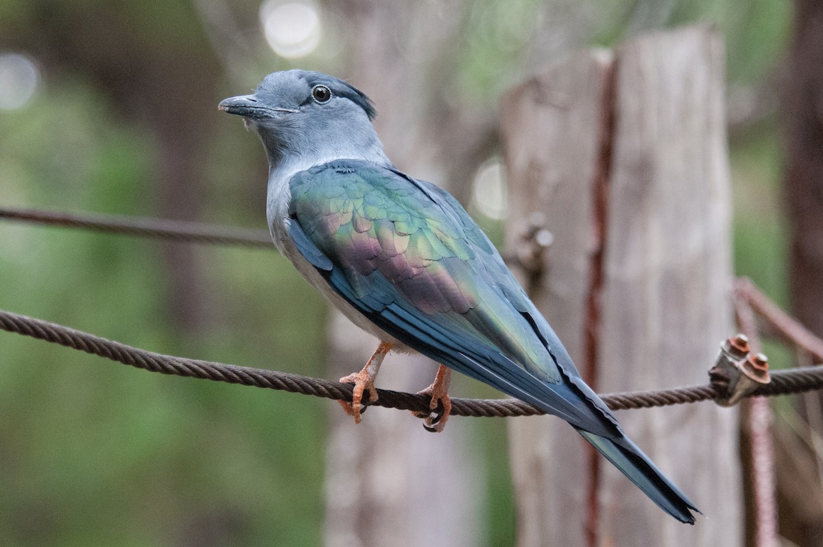 Cuckoo-roller - ML223793841