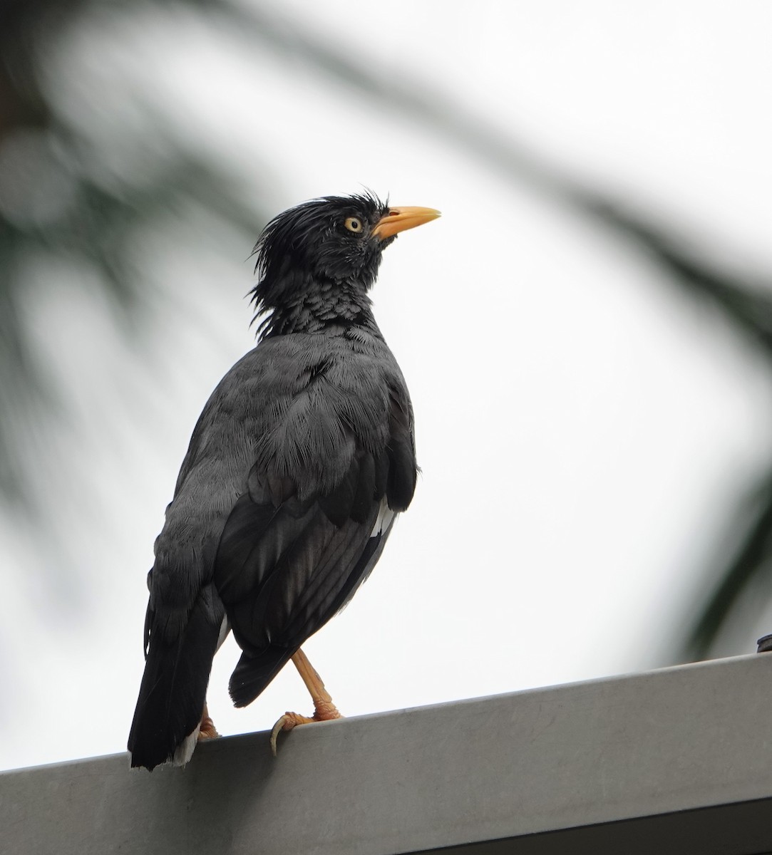 Javan Myna - ML223793991