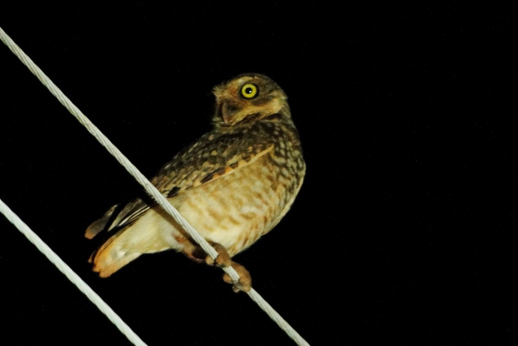 Burrowing Owl - Carlos Otávio Gussoni